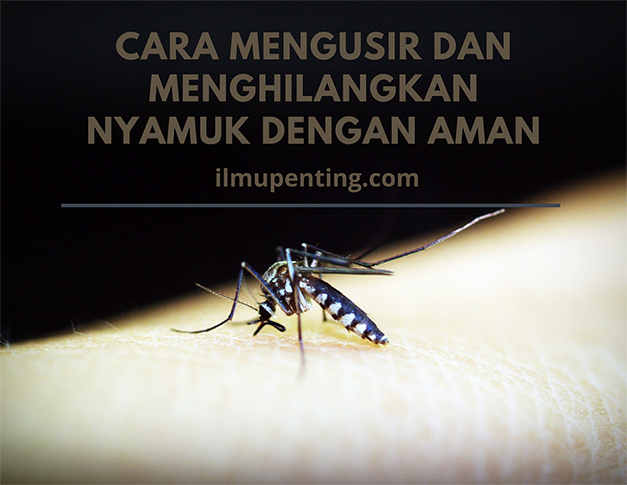 Cara Mengusir dan Menghilangkan Nyamuk Dengan Aman