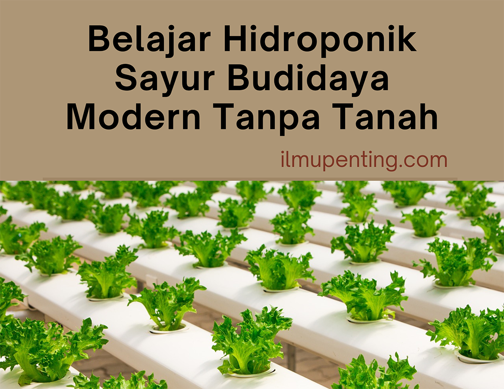 Belajar Hidroponik Sayur Budidaya Modern Tanpa Tanah